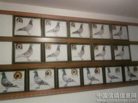 辉煌鸽舍--中国信鸽信息网相册