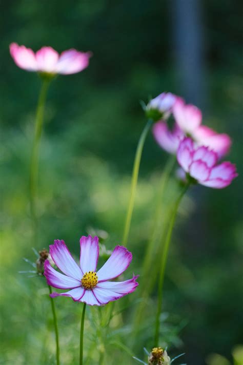 Image result for Free Bitmap