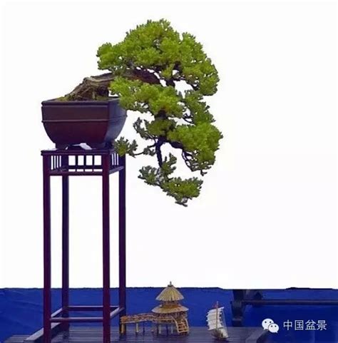 悬崖式精品盆景欣赏-搜狐