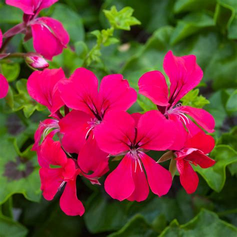 Pink Geranium Plant