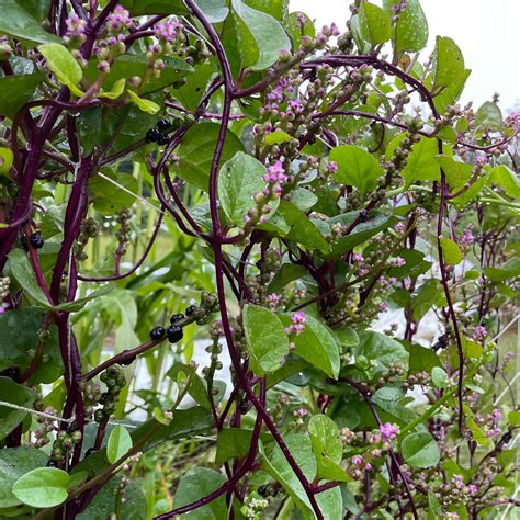 Red Malabar Spinach Seeds – Hudson Valley Seed Company