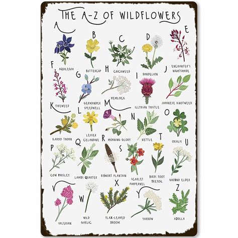 Different Types Of Wildflowers Creating Wildflower Meadows / RHS