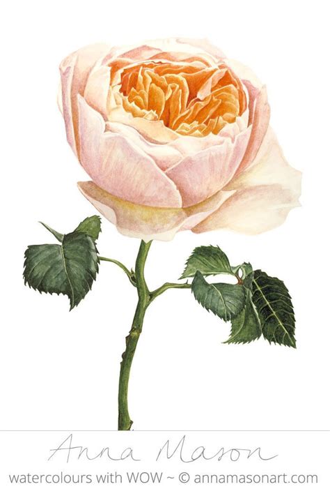 juliet rose drawing