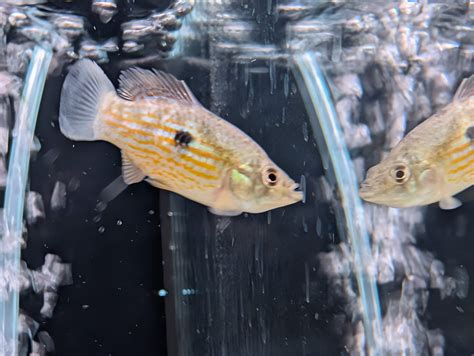 Florida Flag Fish Jordanella floridae – The Fish Barn