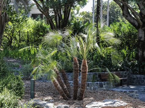 The Top 10 Palm Trees for Your Home Oasis — Mahindra Nursery