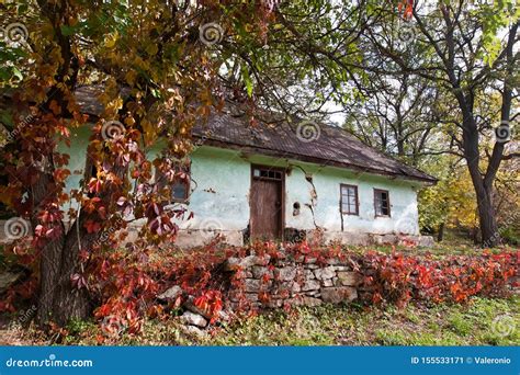 Shabby and Worn Old Country House, Yard with Ivy Vine Growing on Trees ...
