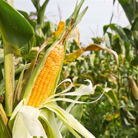 Выращивание кукурузы: пошаговые инструкции — Fertilizer Daily