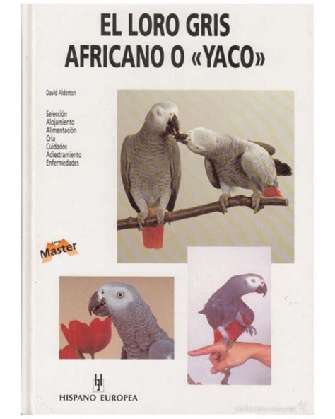 El loro gris africano o YACO | AVIMUN Loros
