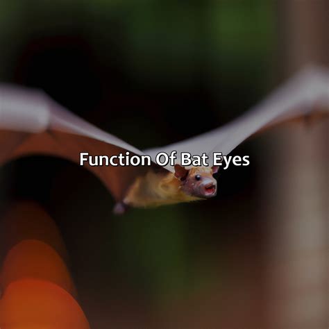 What Color Are Bats Eyes - colorscombo.com