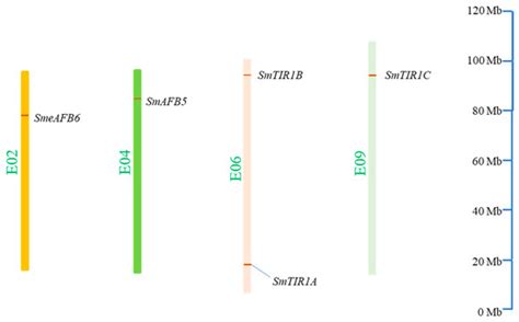 The TIR1/AFB Family in Solanum melongena: Genome-Wide Identification ...