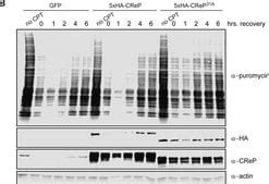 Anti-Puromycin Antibody, clone 12D10, MABE343 Sigma-Aldrich