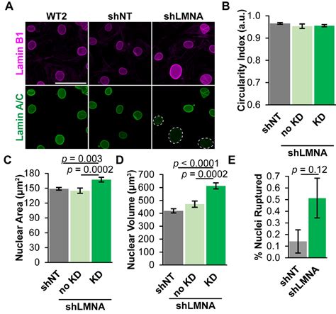 Nuclear damage in LMNA mutant iPSC-derived cardiomyocytes is associated with impaired lamin ...