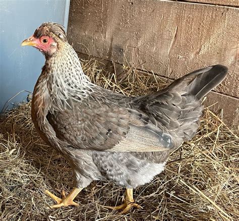 Cream Crested Legbar Is An Autosexing Chicken Breed With Blue Eggs
