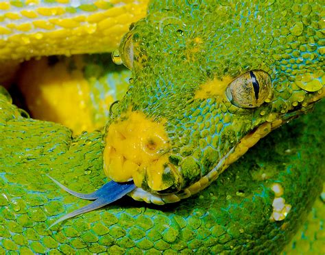 Image result for Black Green Tree Python