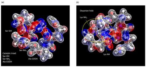 SKGQA, a Peptide Derived from the ANA/BTG3 Protein, Cleaves Amyloid-β ...