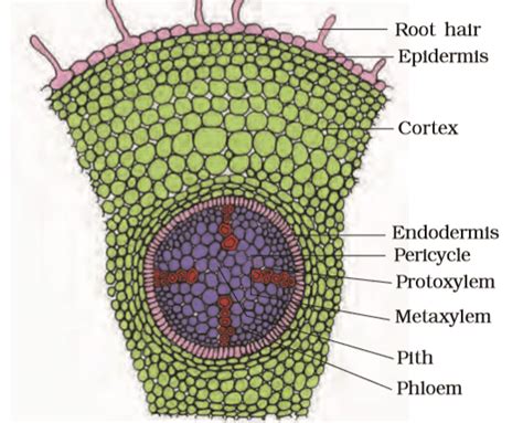 Revision Notes Anatomy of Flowering Plants - Biology Class 11 - NEET PDF