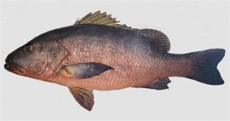 Image result for Pacific Snapper