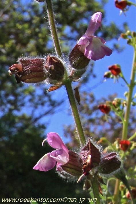 Salvia pinnata - Cut-leaved Sage, Wing-leaved Sage, מרווה מנוצה, מרווה ...