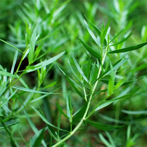 6 French Tarragon herb Plants (Tarragon French) Herb Garden. Grow Your own. Herbs for Cooking ...