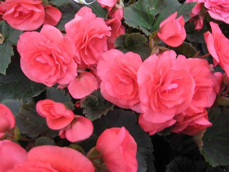 10 Varieties of Begonias for Gardens and Containers