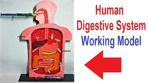 Digestive System Creative Model Making Using Food or Waste Materials 的图像结果