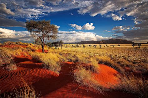 Download Namibia Namib Desert With Vegetation Wallpaper | Wallpapers.com