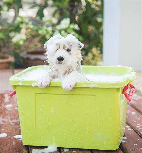 Image result for Cockapoo Puppy Bath
