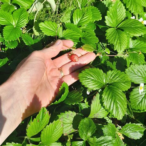 Are Wild Strawberries Edible