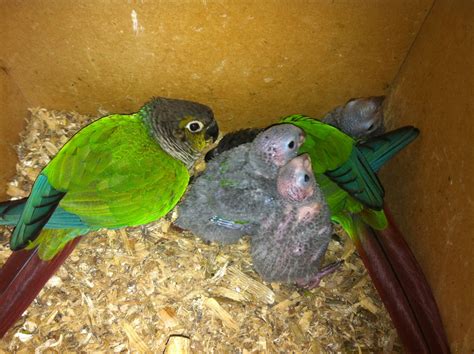 Green Cheek Conure Mating Behavior at Edith Vreeland blog