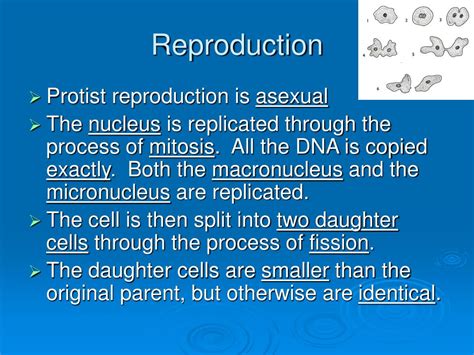 Image result for How Do Protists Reproduce