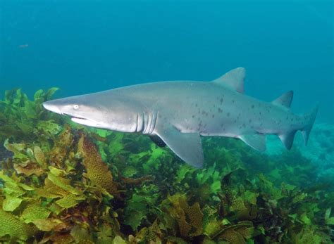 Baby Grey Nurse Shark
