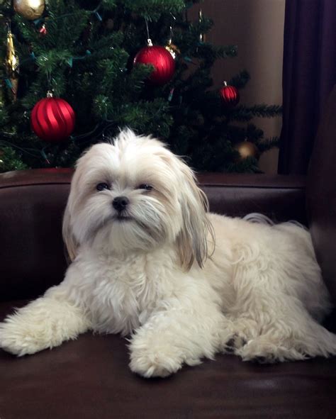 Shih Poo Pictures Full Grown