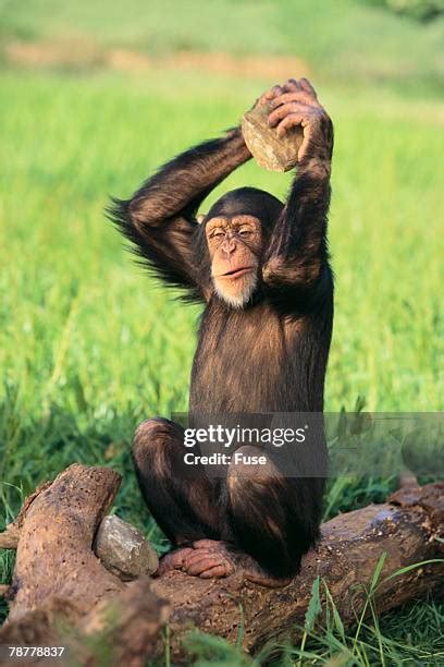 Image result for Chimpanzee Using Tools