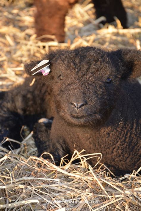 Babydoll Southdown Black Ewe Lamb | Sheep dog puppy, Cute sheep, Baby dolls