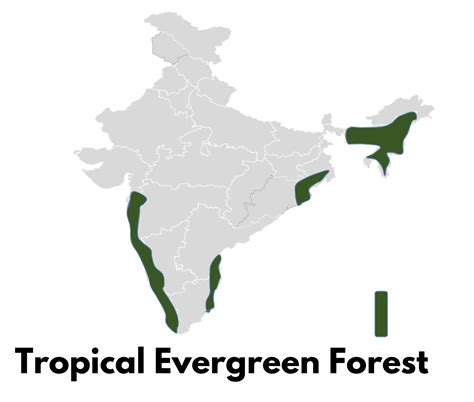 Types of Vegetations in India - civilspedia.com