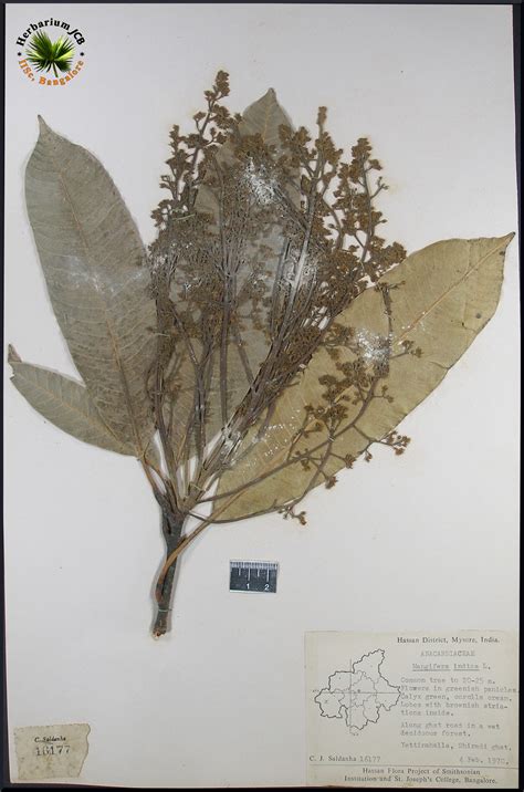 Herbarium JCB