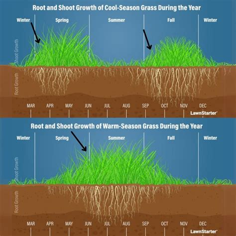 The Ultimate Guide: When to Dethatch Lawn Australia for a Healthy Garden