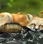 Image result for Background Wallpaper for Laptop Animals and Flowers