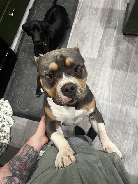 Rare Tri Color Pitbulls