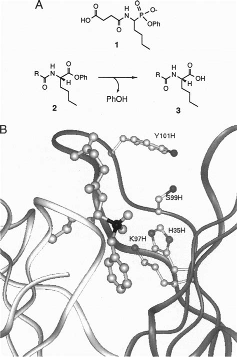 Transition State Analog 的图像结果