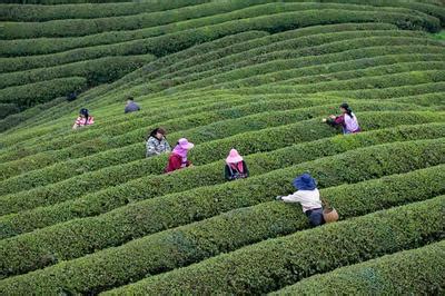 【决胜2020】凤冈县永安镇田坝村：一片茶叶一片情，一片茶园富一方