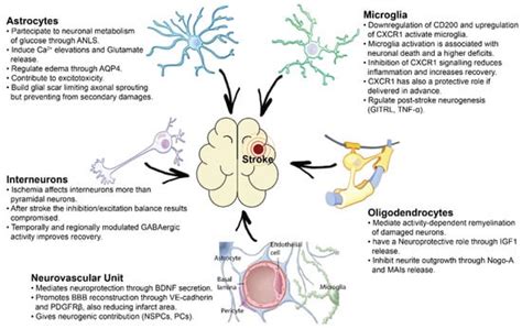 Cell-to-Cell Interactions Mediating Functional Recovery after Stroke