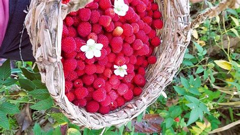 FINCA SACHA MUYU (Chalguayacu) - Hostel Reviews & Photos - Tripadvisor