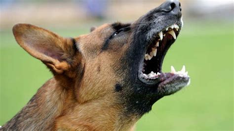 Rabid Dog Killed: കുട്ടികളുൾപ്പെടെ 35 പേരെ ആക്രമിച്ച പേപ്പട്ടിയെ കൊന്നു ...