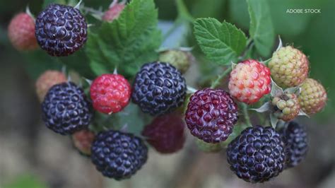 Pick-your-own black raspberries available at Eckert's Farm | ksdk.com