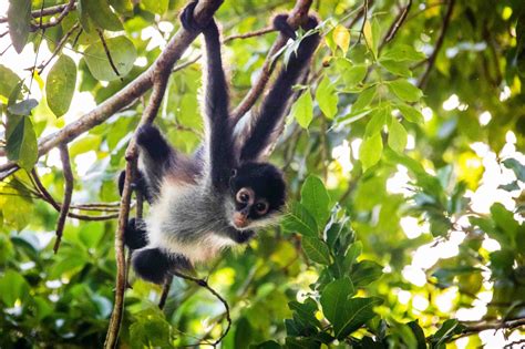 20 Spider Monkey Fun Facts - Facts.net