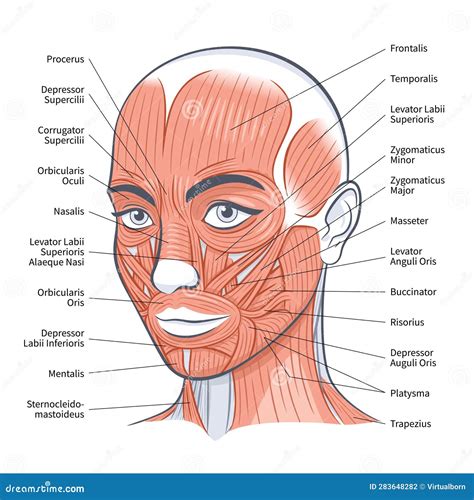 Female Facial Muscles Scheme Detailed Anatomy Vector Illustration Stock Vector - Illustration of ...