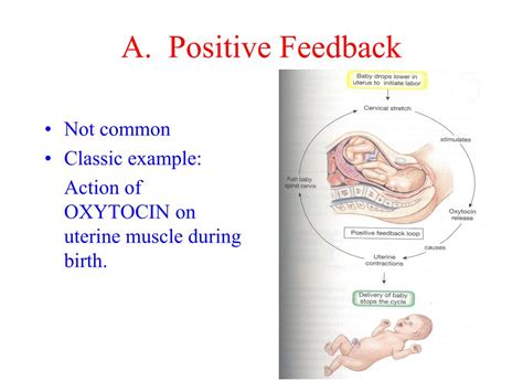 Image result for Positive Feedback Loop Endocrine System