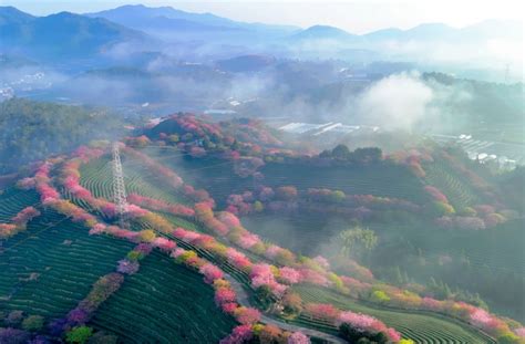 Photos Chine : cerisiers en fleurs au Fujian — Chine Informations