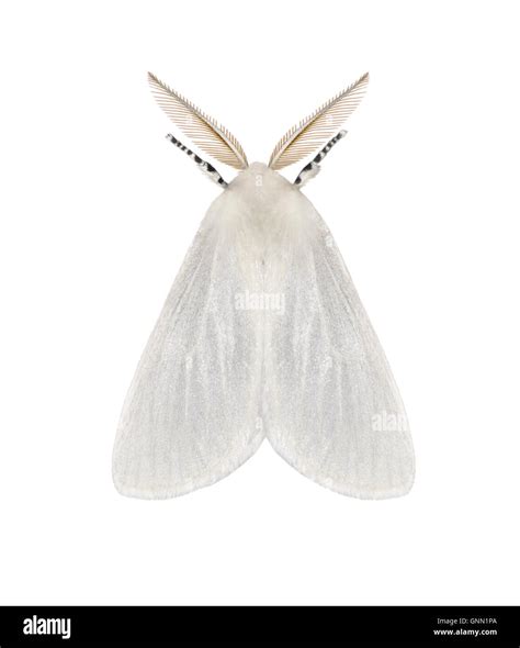 White satin moth hi-res stock photography and images - Alamy